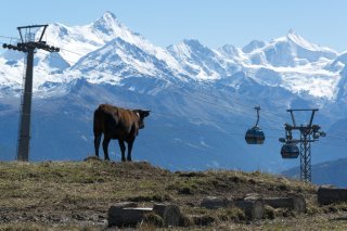 Une vache à l'alpage à Crans-Montana (image d'illustration)